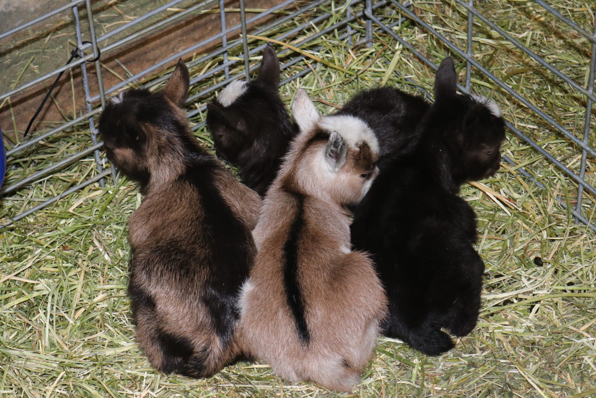 301 Moved Permanently